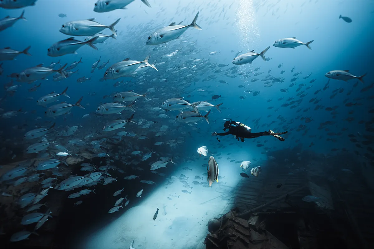 From Shipwreck to Living Reef: Siyam World Launches Wreck to Reef, an Annual Ocean Conservation Initiative Under Sun Siyam Cares