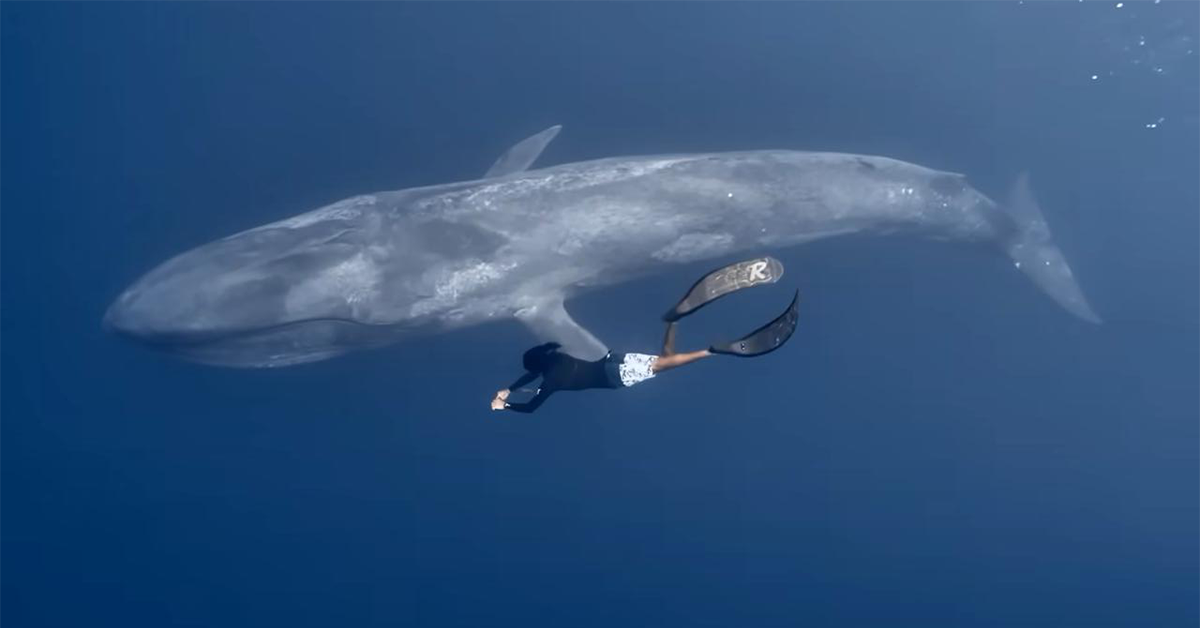 Blue Whale Spotted in Maldives: A Rare and Breathtaking Encounter