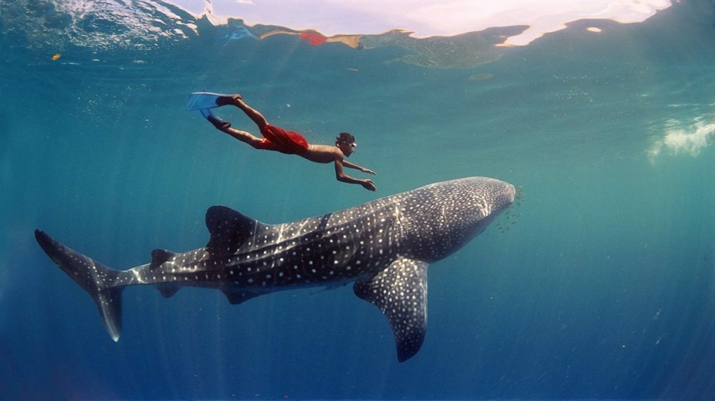 Discovering Whale Sharks in the Maldives: A Unique Marine Adventure